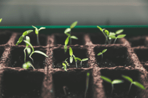 levantar investimento startups seed